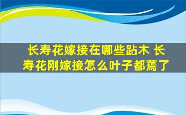 长寿花嫁接在哪些跕木 长寿花刚嫁接怎么叶子都蔫了